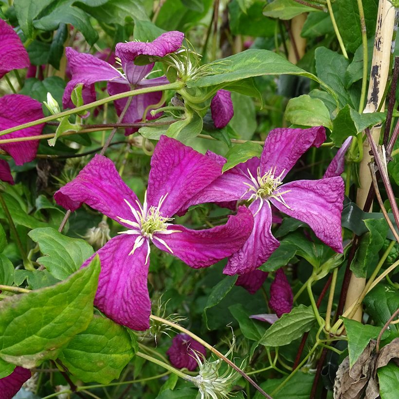 Clematis viticella Mme Julia Correvon - Waldrebe (Blüte)