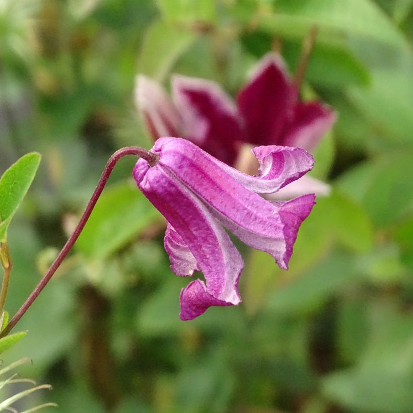 Clematis viticella Queen Mother - Waldrebe (Blüte)