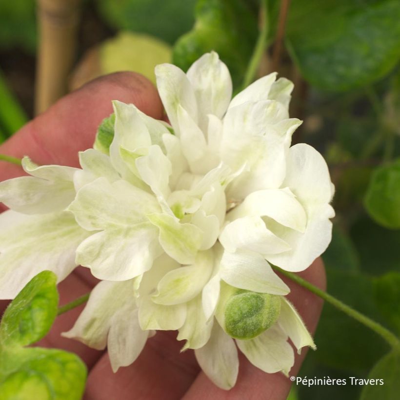 Waldrebe Delphine - Clematis (Blüte)