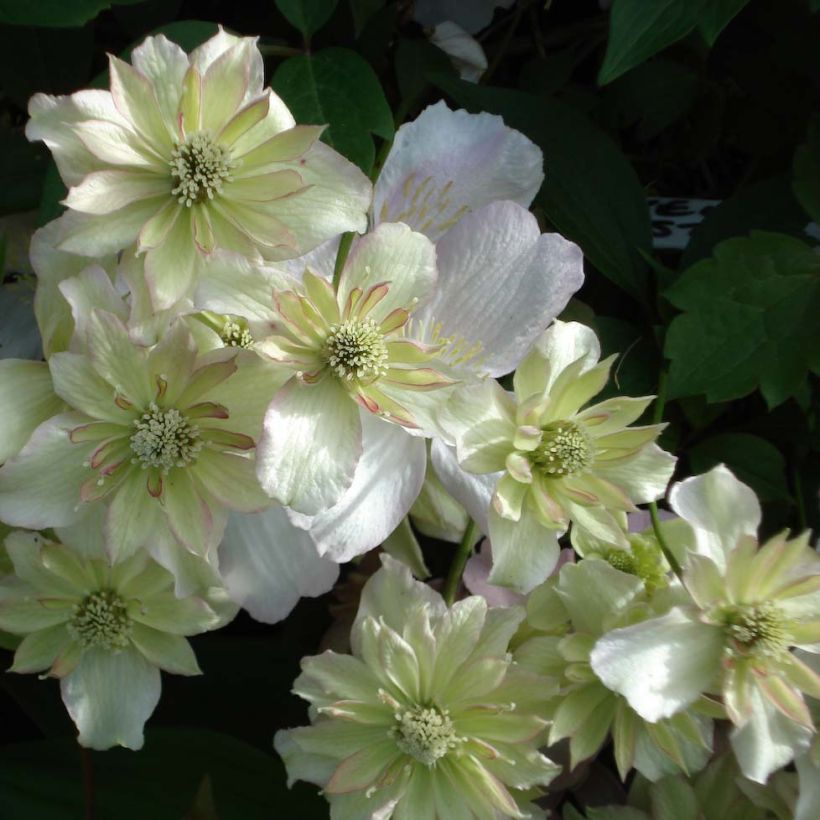 Clematis montana Double Delight - Berg-Waldrebe (Blüte)