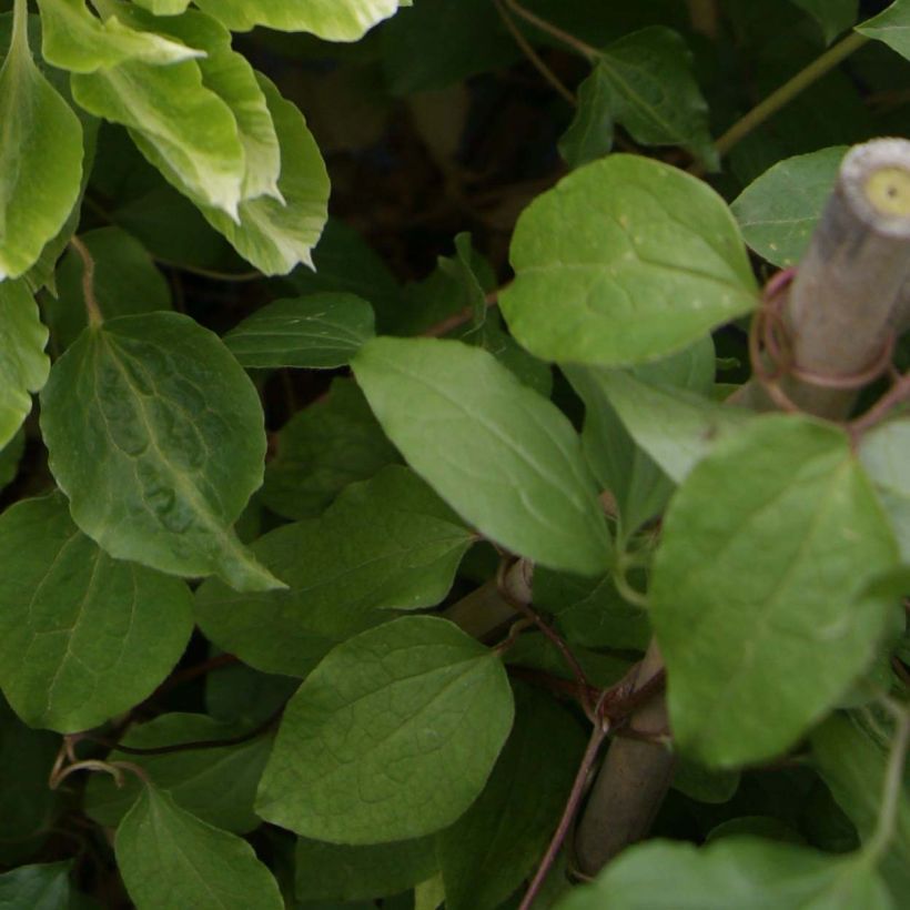 Waldrebe Green Passion - Clematis (Laub)