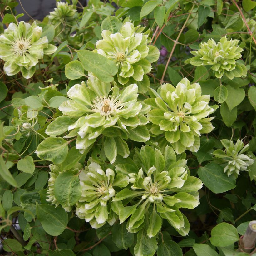 Waldrebe Green Passion - Clematis (Blüte)