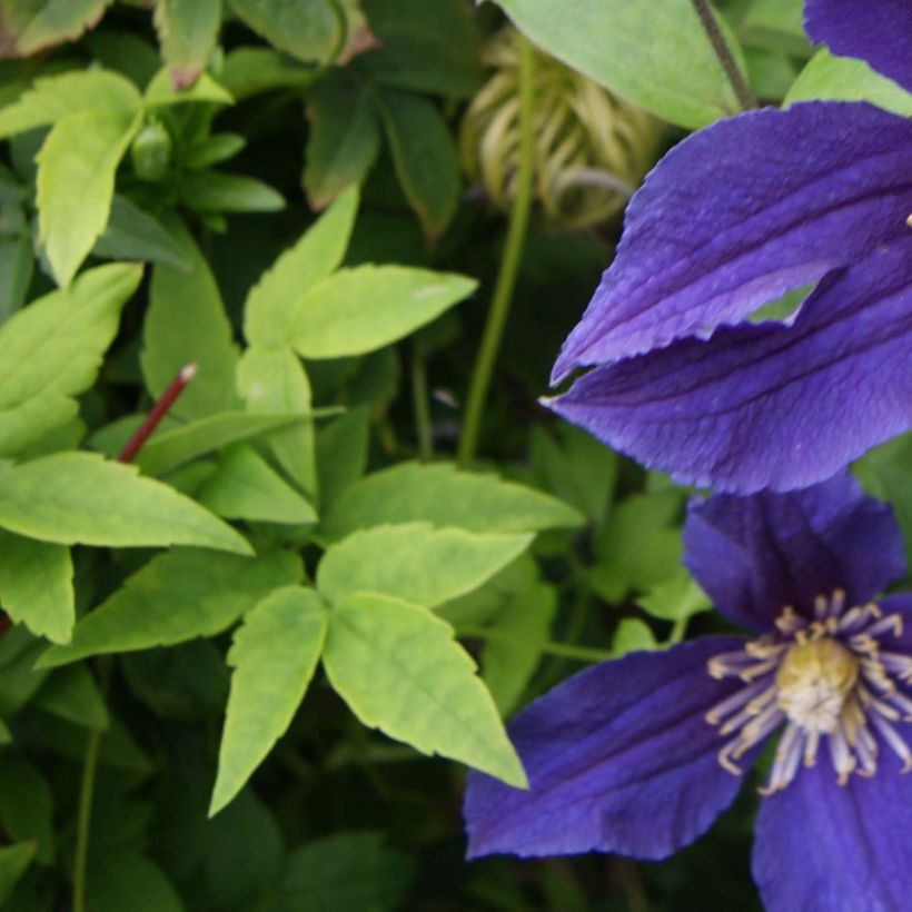 Waldrebe Hudson River - Clematis (Laub)