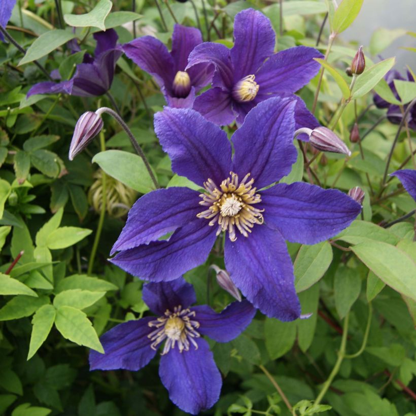 Waldrebe Hudson River - Clematis (Blüte)