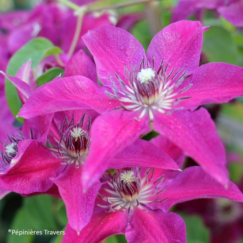 Waldrebe Huvi - Clematis (Blüte)