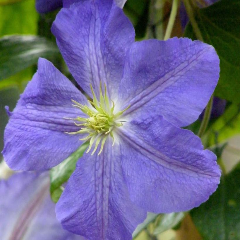 Clematis jackmanii Jenny - Waldrebe (Blüte)