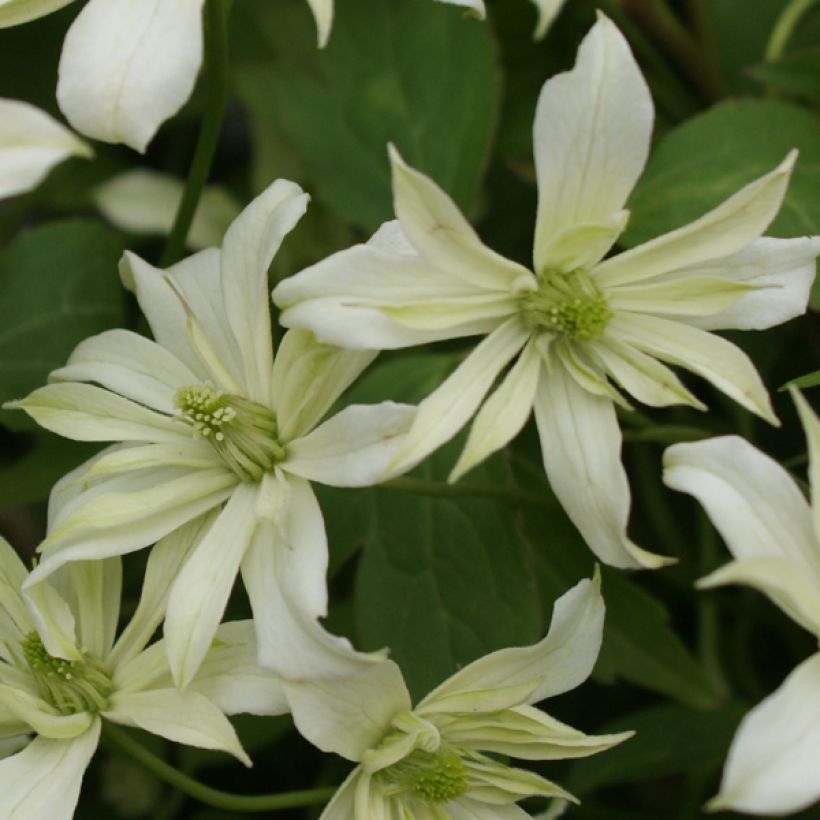 Waldrebe Jenny Keay - Clematis (Blüte)