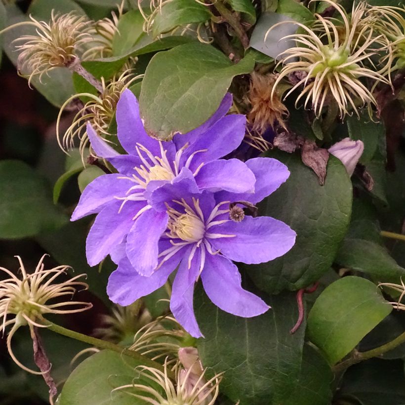 Clematis viticella Justa - Waldrebe (Hafen)