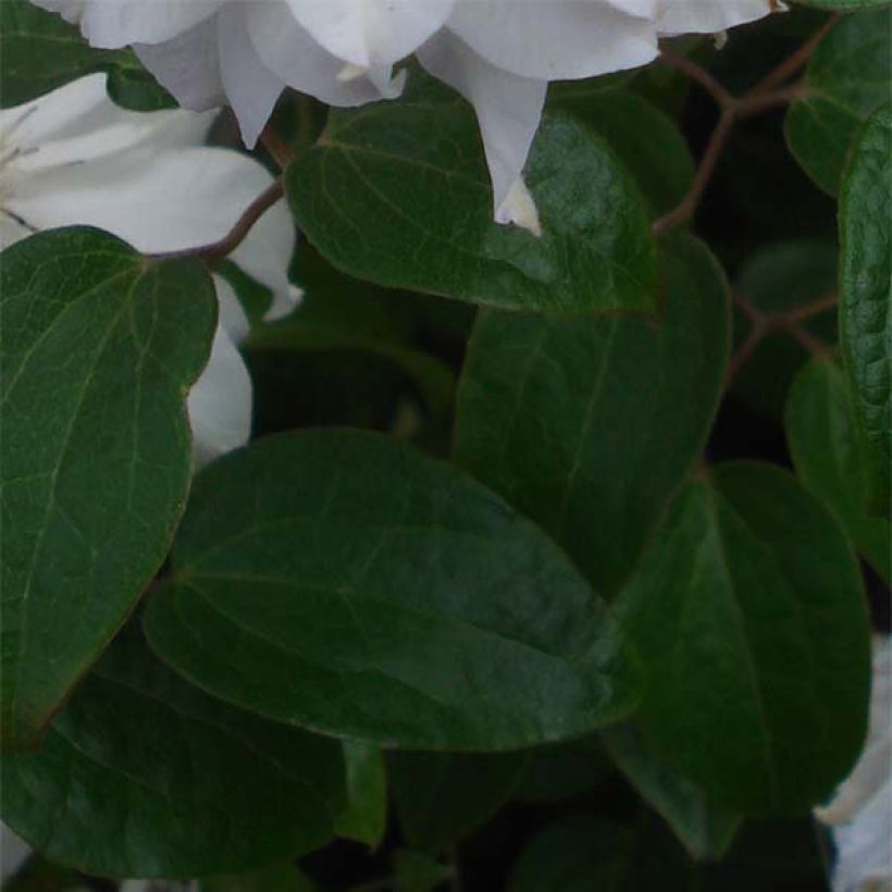 Waldrebe Maria Skłodowska Curie - Clematis (Laub)