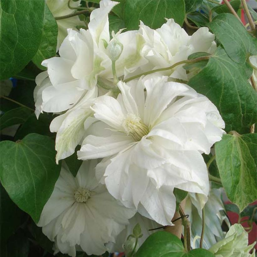 Waldrebe Maria Skłodowska Curie - Clematis (Blüte)