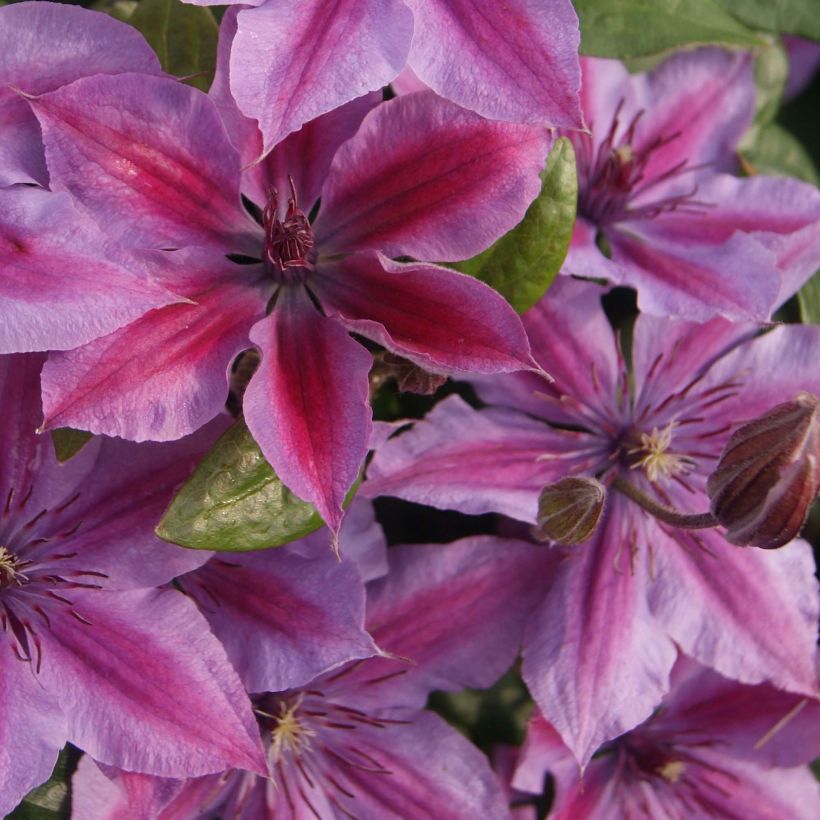 Waldrebe Mon Cherry - Clematis (Blüte)