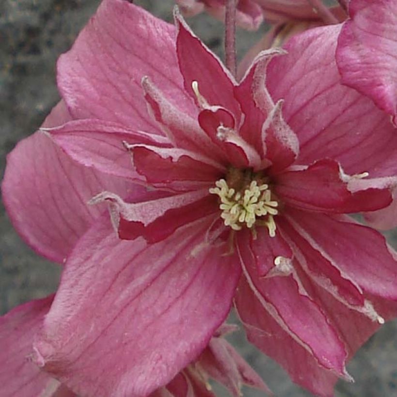 Clematis montana Broughton star - Berg-Waldrebe (Blüte)