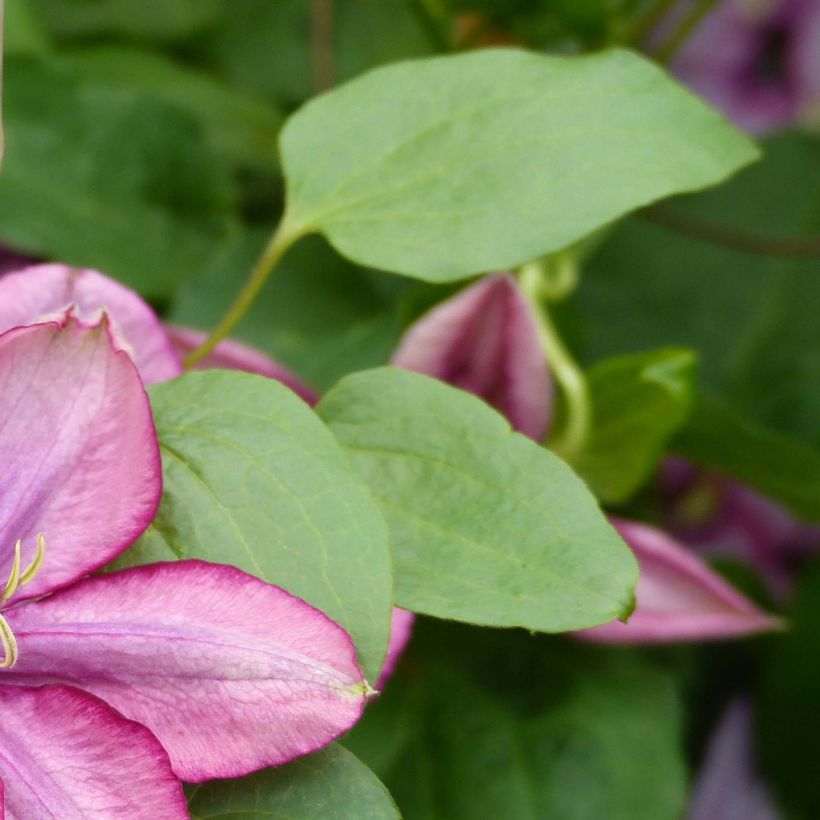 Waldrebe Paradiso - Clematis (Laub)