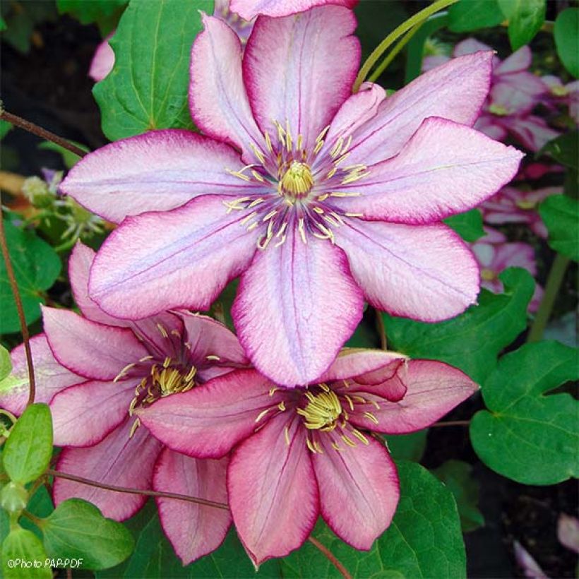 Waldrebe Paradiso - Clematis (Blüte)