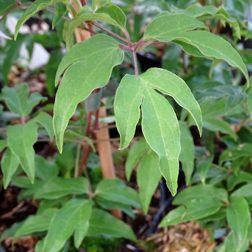 Waldrebe Proud Mary - Clematis (Laub)