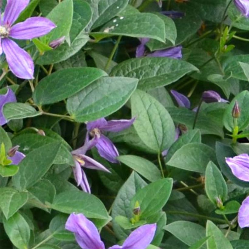 Waldrebe Saphyra Estrella - Clematis (Laub)