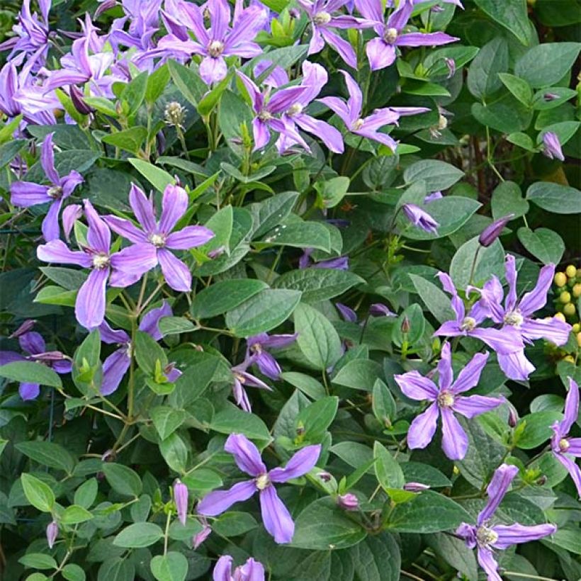 Waldrebe Saphyra Estrella - Clematis (Blüte)