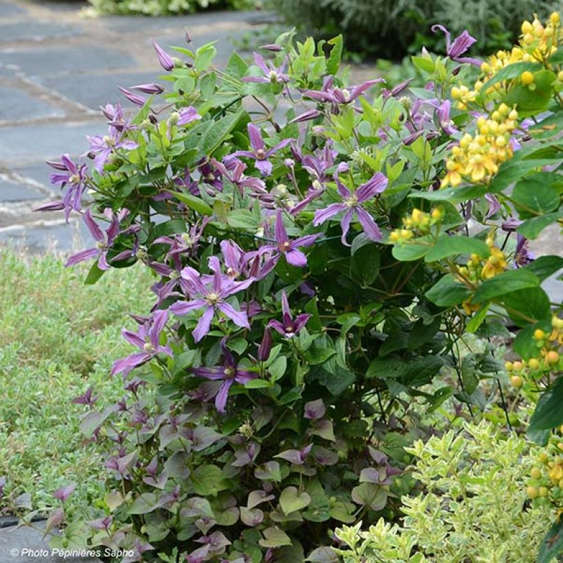 Waldrebe Saphyra Estrella - Clematis (Hafen)