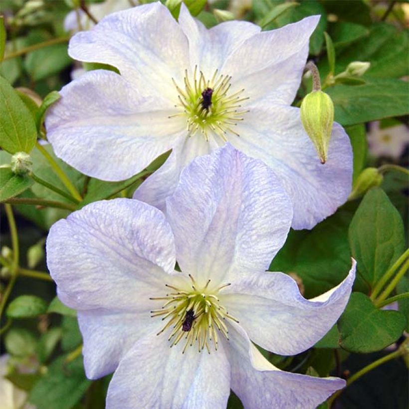 Waldrebe Sea Breeze - Clematis (Blüte)