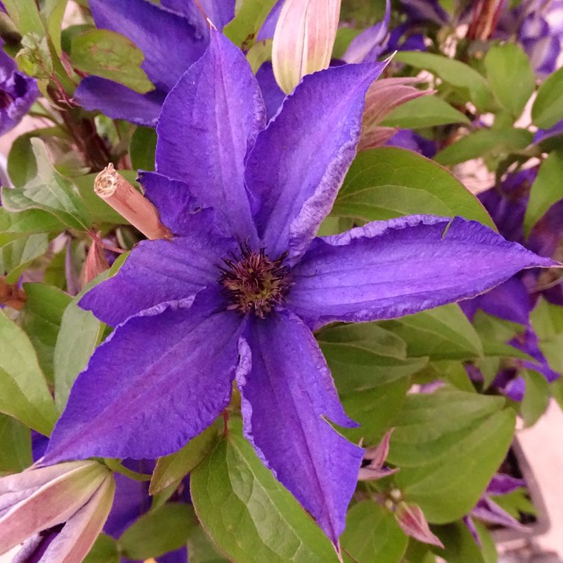 Waldrebe Viva la Vida - Clematis (Blüte)