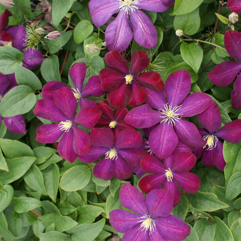 Waldrebe Voluceau - Clematis (Blüte)