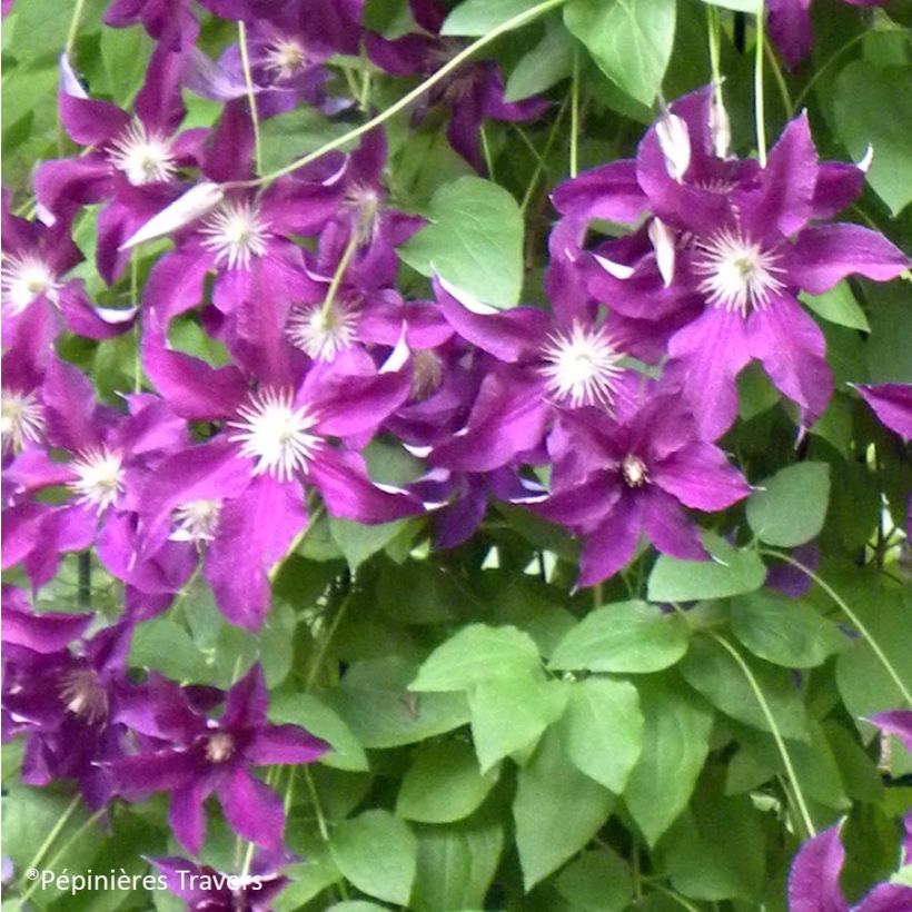 Waldrebe Vostock - Clematis (Blüte)