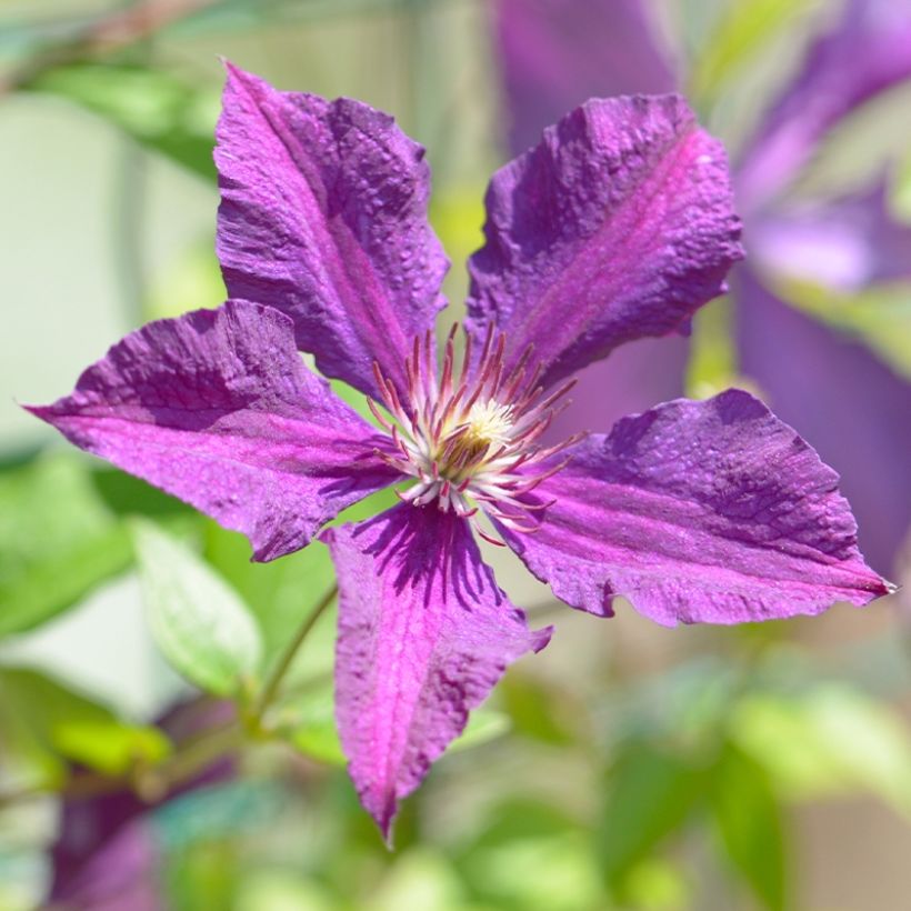 Waldrebe Whoopi - Clematis (Blüte)