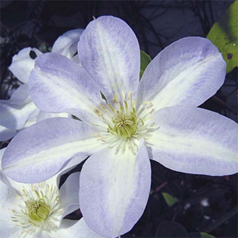 Waldrebe Yukikomachi - Clematis (Blüte)