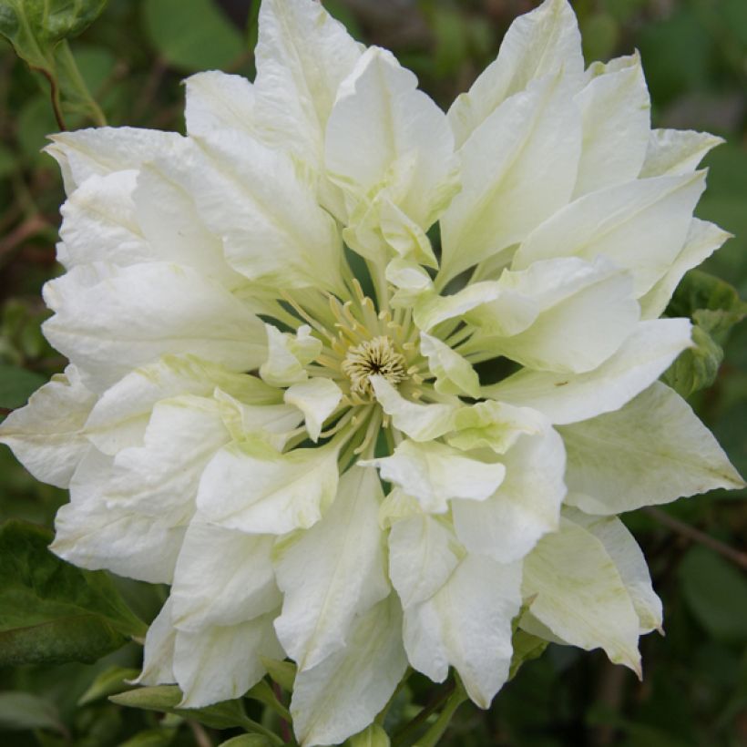 Waldrebe Yukiokoshi - Clematis (Blüte)