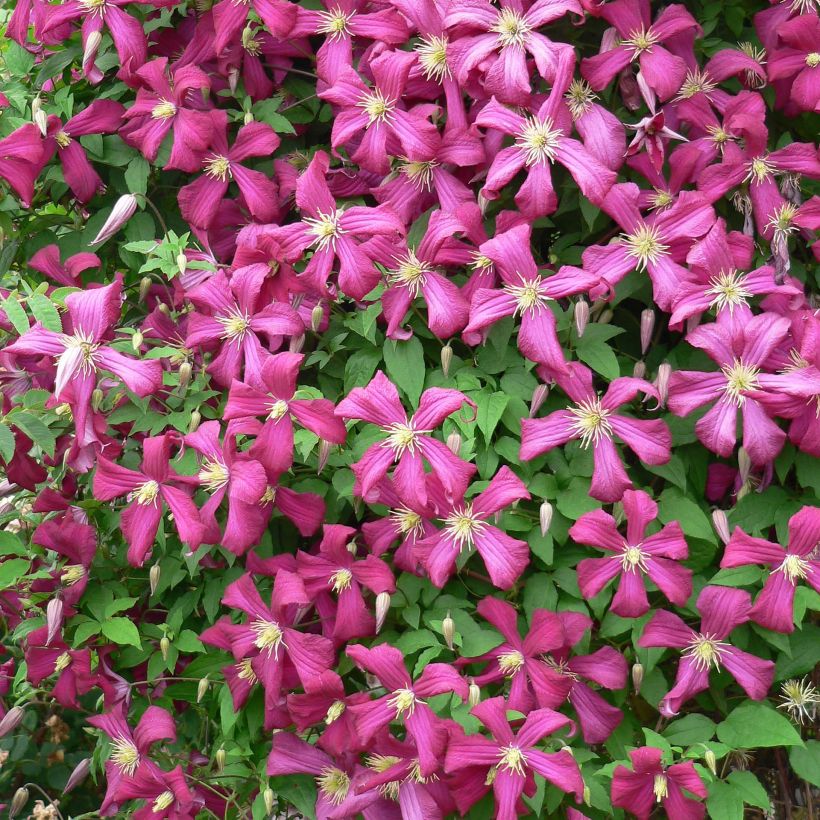 Waldrebe Niobe - Clematis (Blüte)