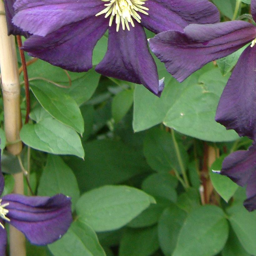 Waldrebe Romantika - Clematis (Laub)