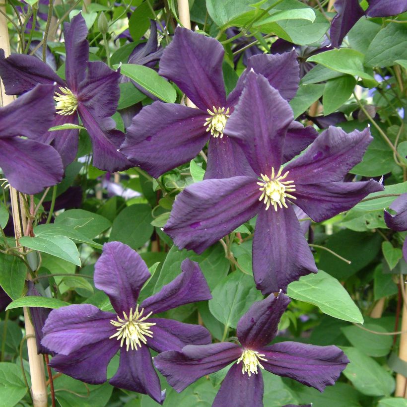 Waldrebe Romantika - Clematis (Blüte)