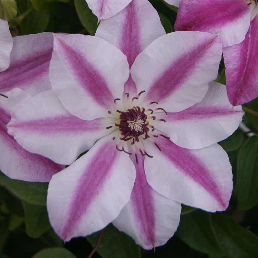 Waldrebe Souvenir du Capitaine Thuilleaux - Clematis (Blüte)