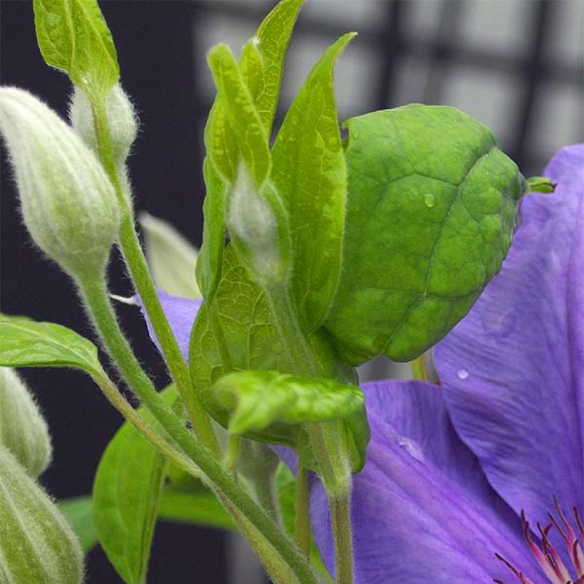 Waldrebe Success Bleu de Loire - Clematis (Laub)