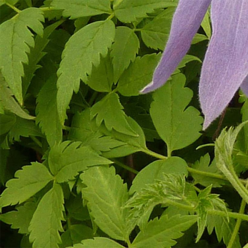 Waldrebe Blue Dancer - Clematis (Laub)