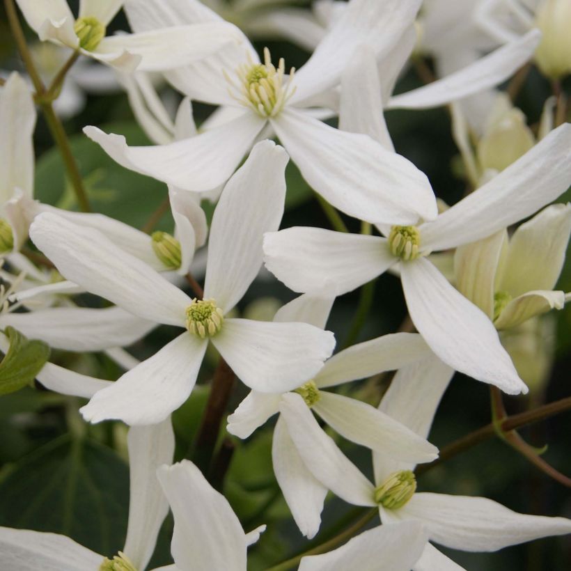 Clematis armandii Snowdrift - Immergrüne Waldrebe (Blüte)