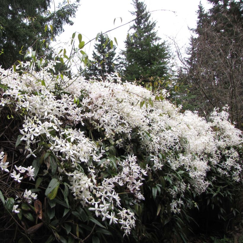 Clematis armandii Snowdrift - Immergrüne Waldrebe (Hafen)