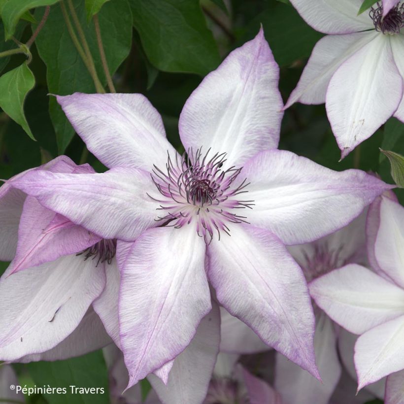 Clematis florida Utopia - Waldrebe (Blüte)