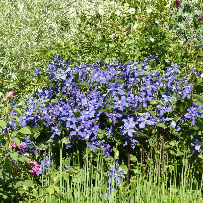 Clematis integrifolia Durandii - Stauden-Waldrebe (Hafen)