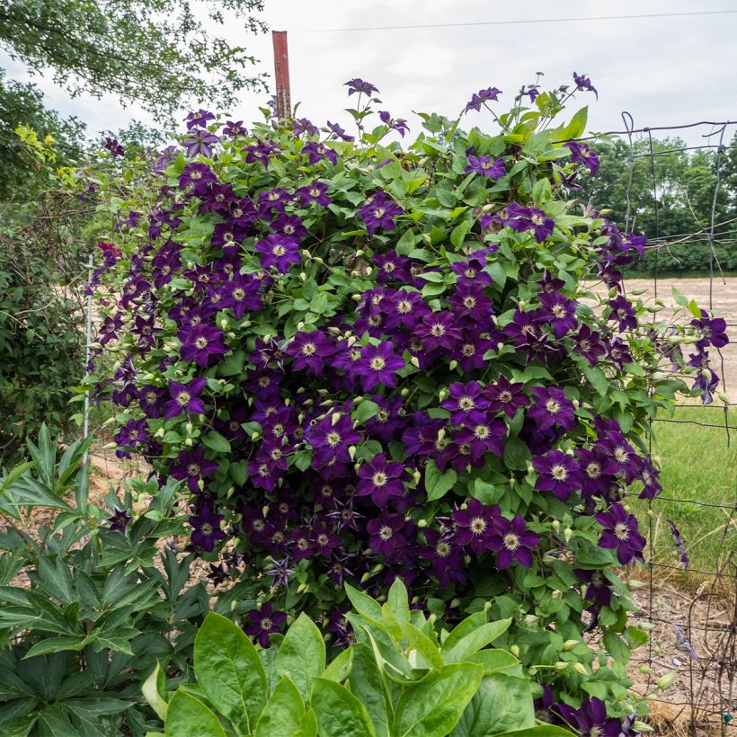 Waldrebe Happy Birthday (Jewel of Merk) - Clematis (Hafen)