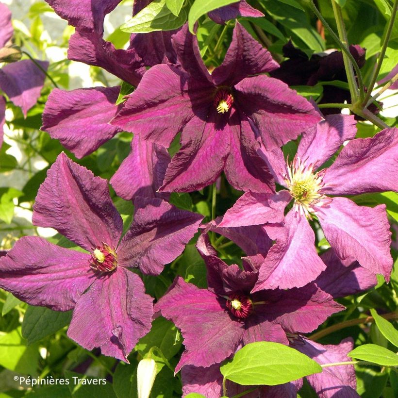 Clematis viticella Polish Spirit - Waldrebe (Blüte)