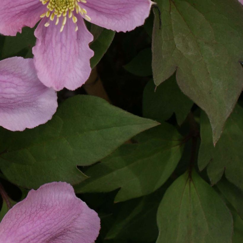 Clematis montana Tetrarose - Berg-Waldrebe (Laub)