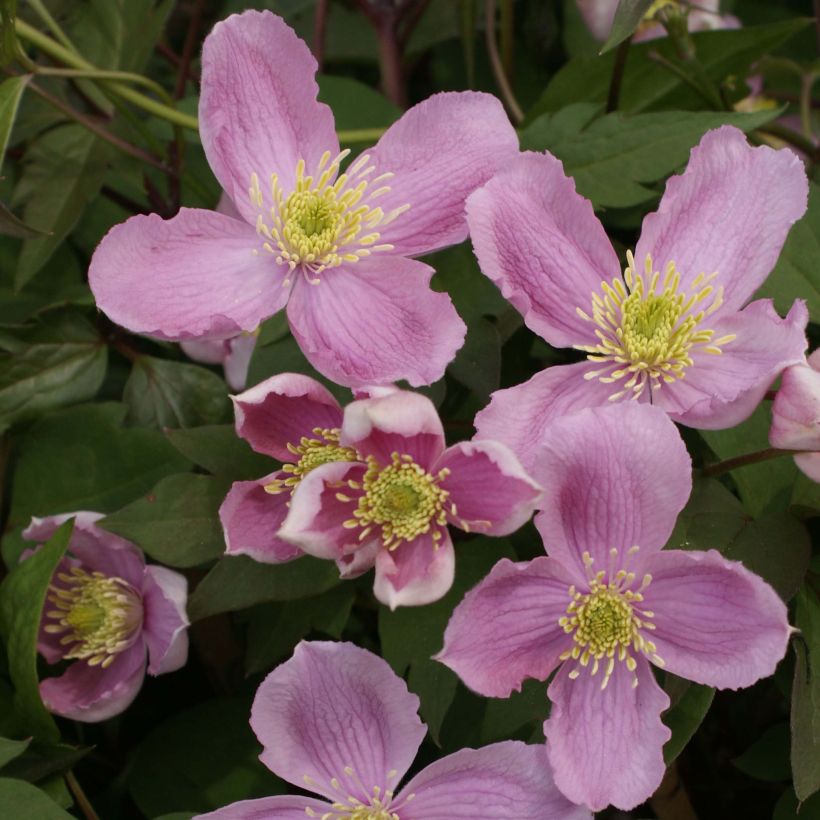 Clematis montana Tetrarose - Berg-Waldrebe (Blüte)