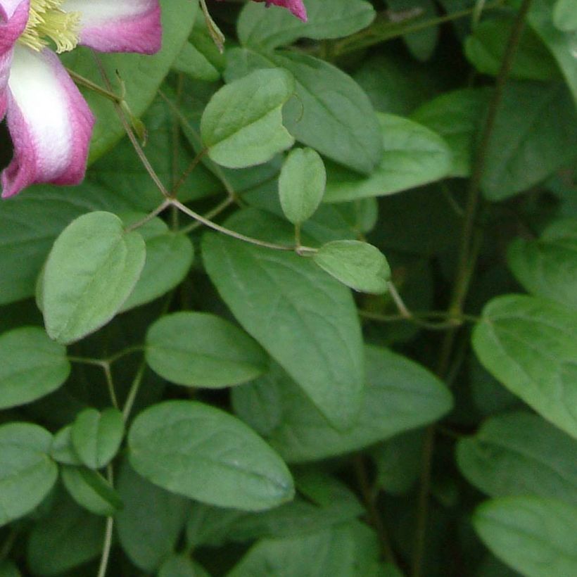 Clematis texensis Odoriba - Texas-Waldrebe (Laub)