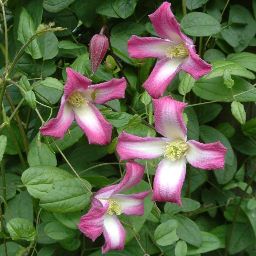 Clematis texensis Odoriba - Texas-Waldrebe (Blüte)