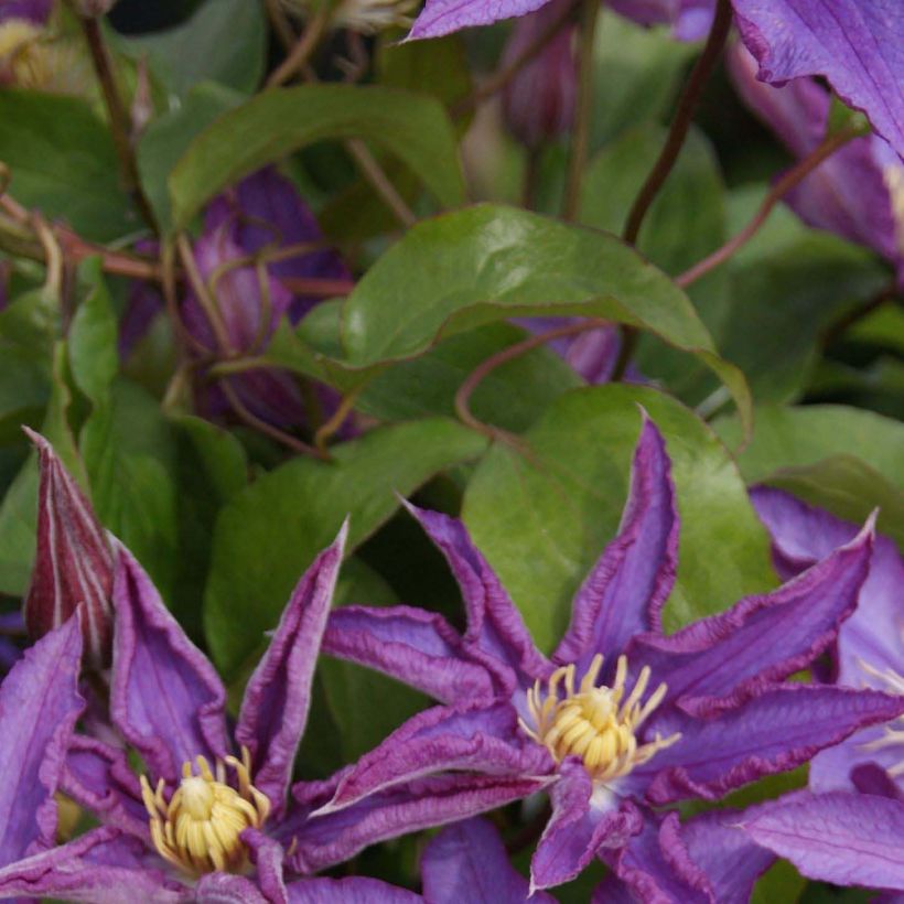 Waldrebe Palette - Clematis (Laub)