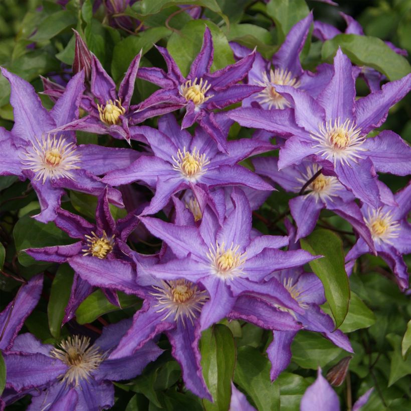 Waldrebe Palette - Clematis (Blüte)