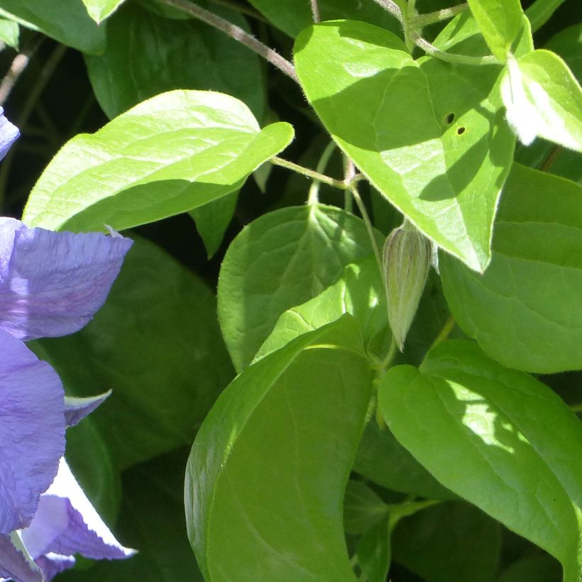 Waldrebe Perle d'Azur - Clematis (Laub)