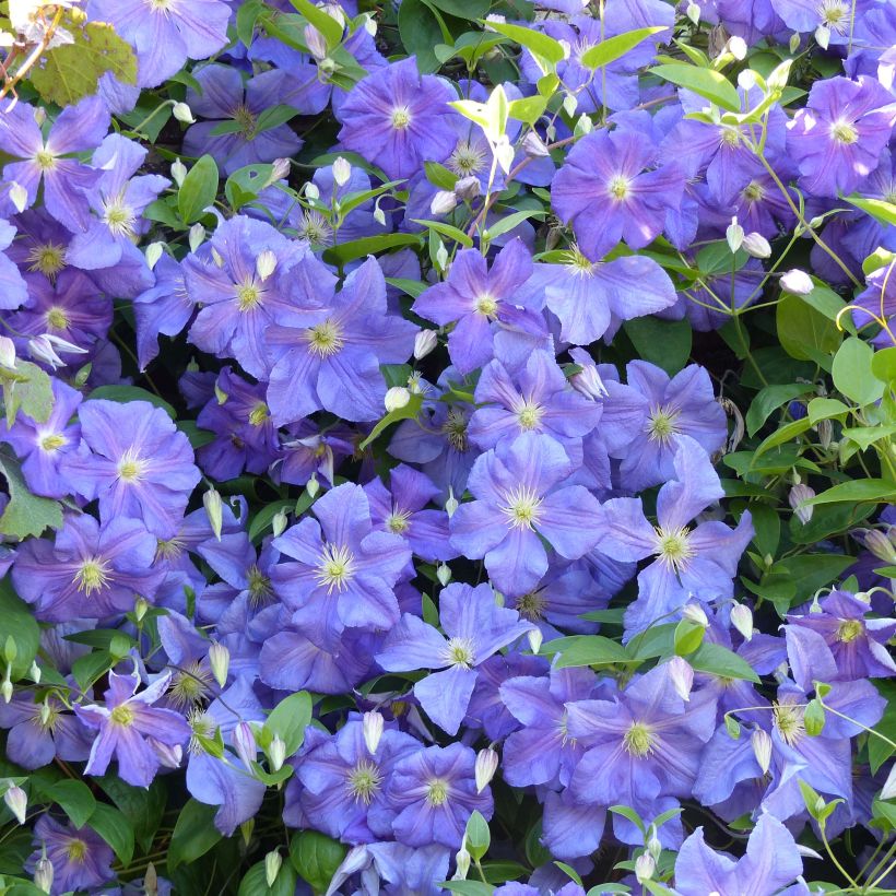 Waldrebe Perle d'Azur - Clematis (Blüte)