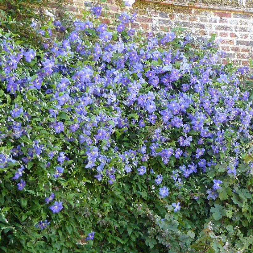 Waldrebe Perle d'Azur - Clematis (Hafen)